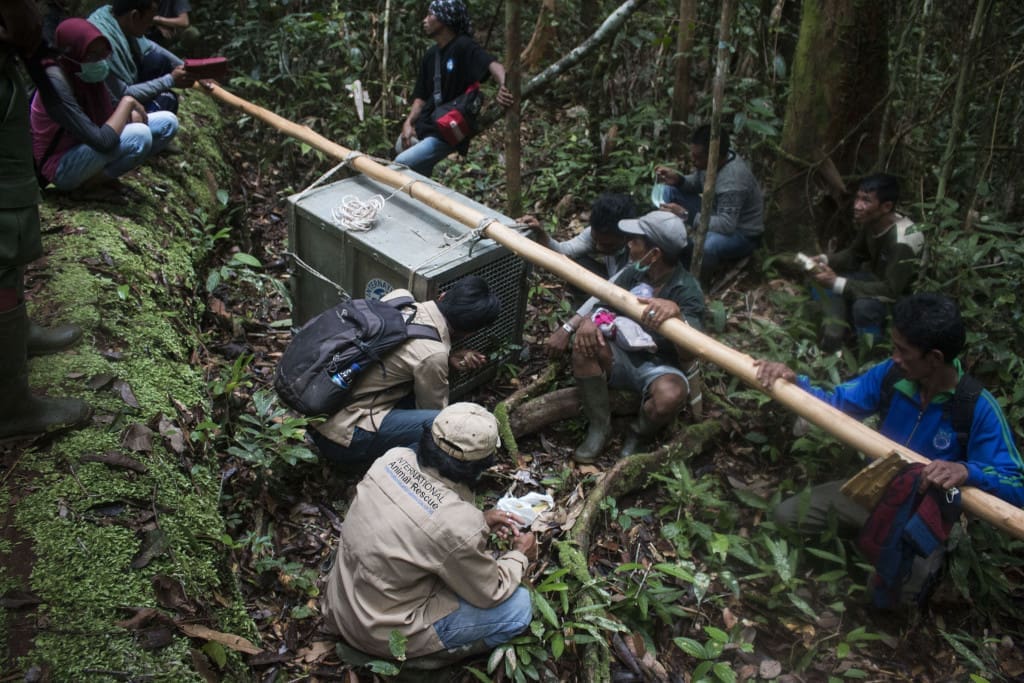 Tim pengantar berjalan kaki selama lebih dari 4 jam membawa Melky menuju titik pelepasliaran di dalam Kawasan Hutan Lindung Gunung Tarark, Kalimantan Barat | Foto: Heribertus Suciadi/IAR Indonesia