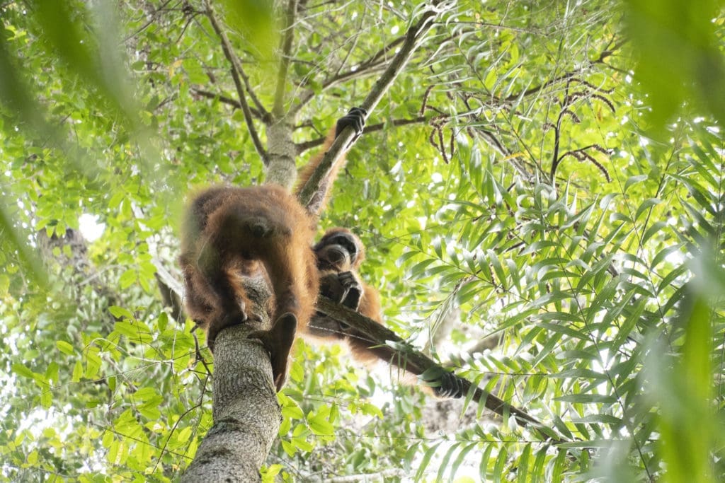Pelepasliaran orangutan di kawasan TNBBBR