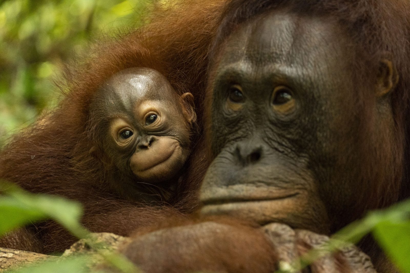 Orangutan Laksmi dan Lusiana, Ibu dan Anak.