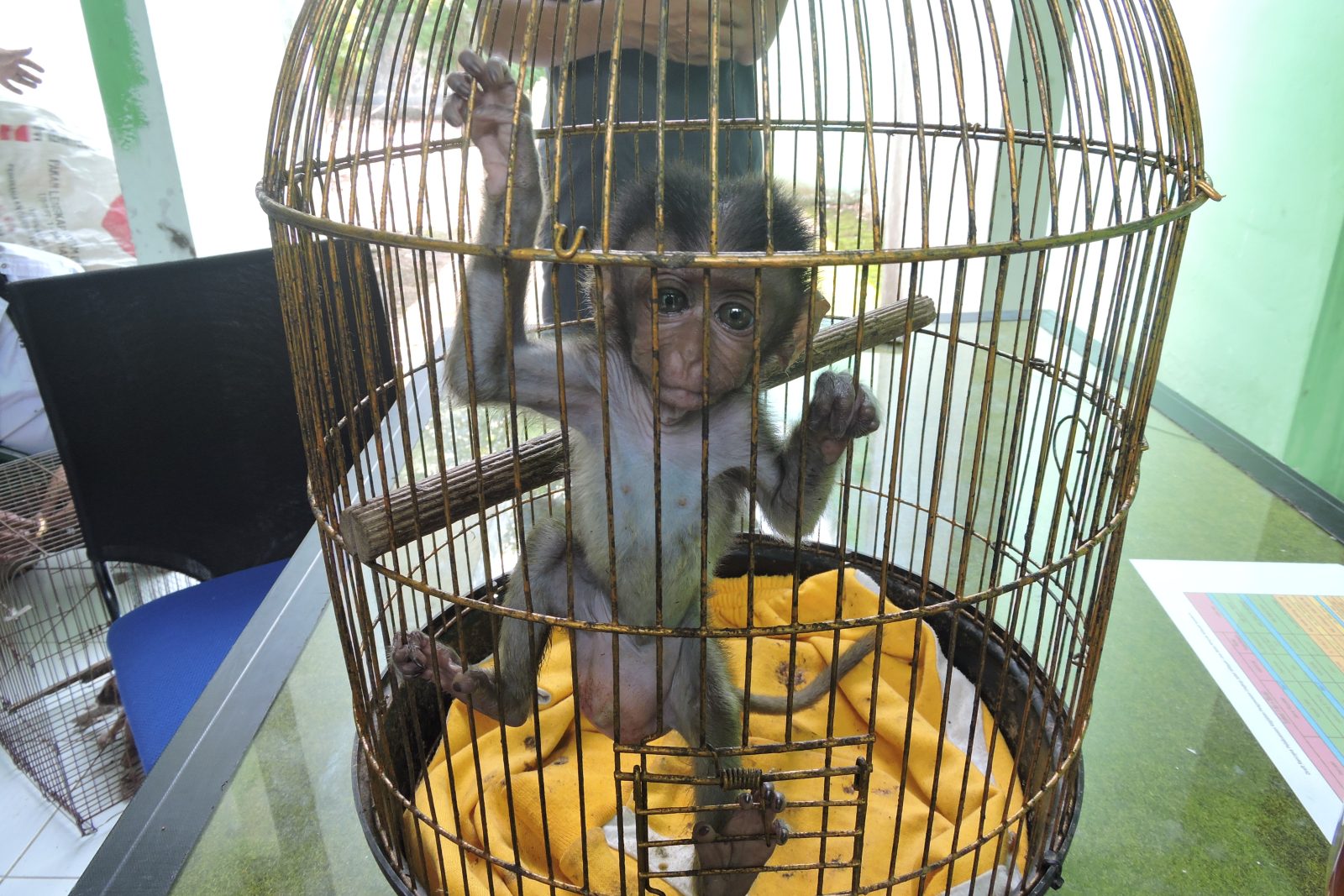 Konten Pemelihara Monyet di Youtube Meningkat Selama Pandemi