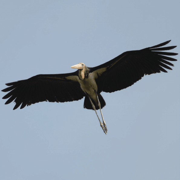 8 Burung Unik yang Teramati di Pulau Kalimantan