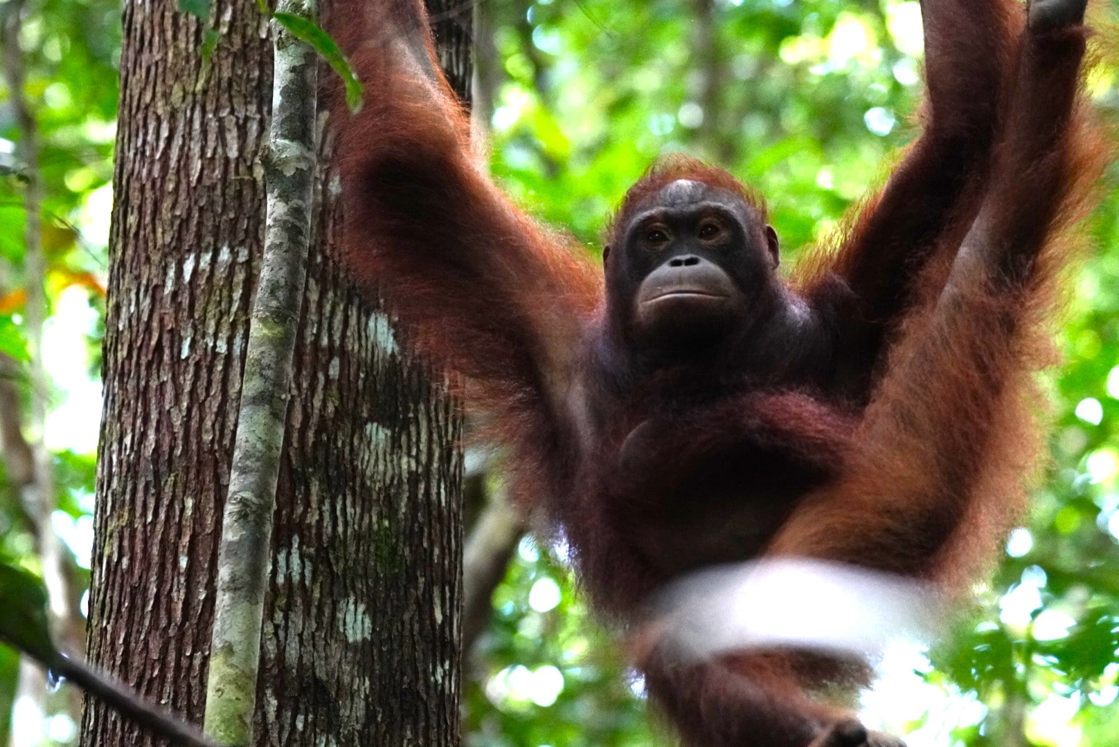 Mengantarkan Lima Orangutan Bekas Pemeliharaan Menuju Taman Nasional Bukit Baka Bukit Raya