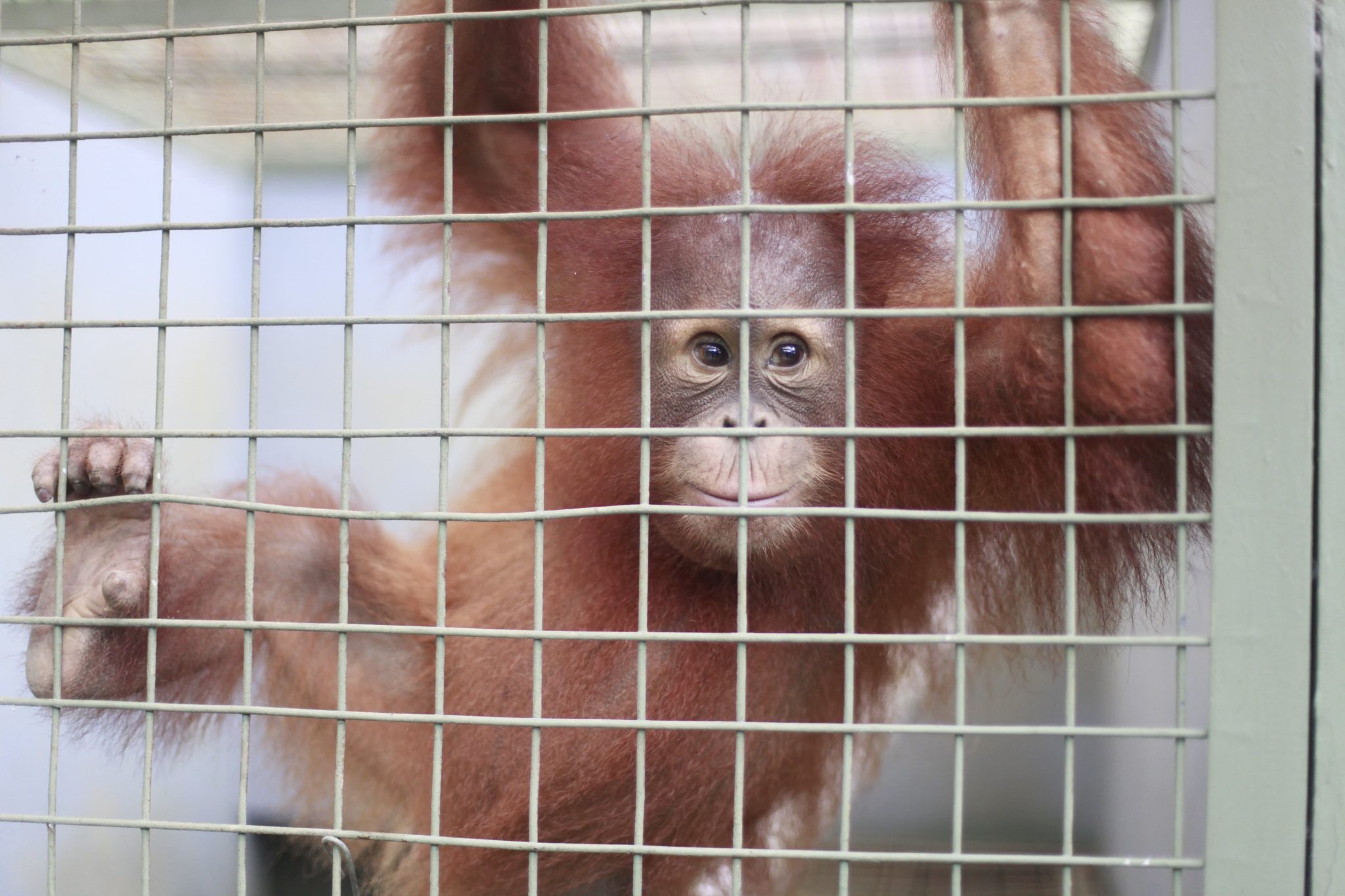 Kaka, Orangutan dari Jawa Barat tiba di Sumatera Utara
