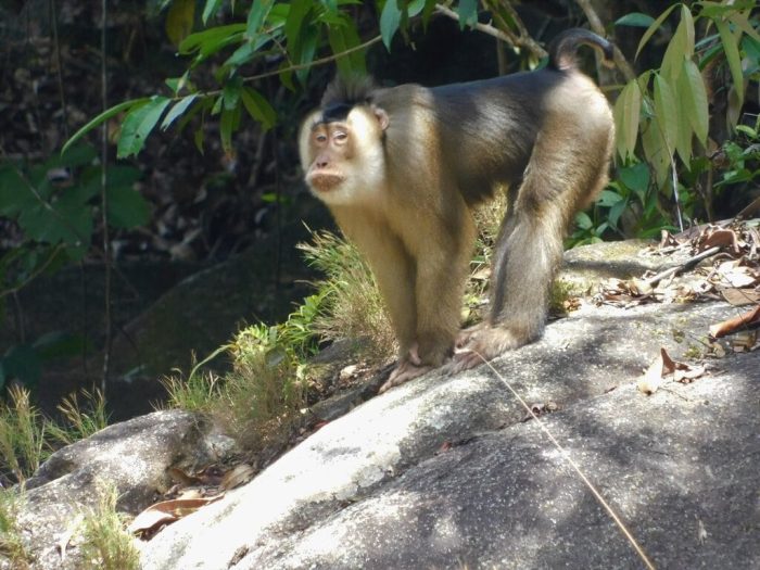 Serupa Tapi Tak Sama: Beruk dan Monyet Ekor Panjang