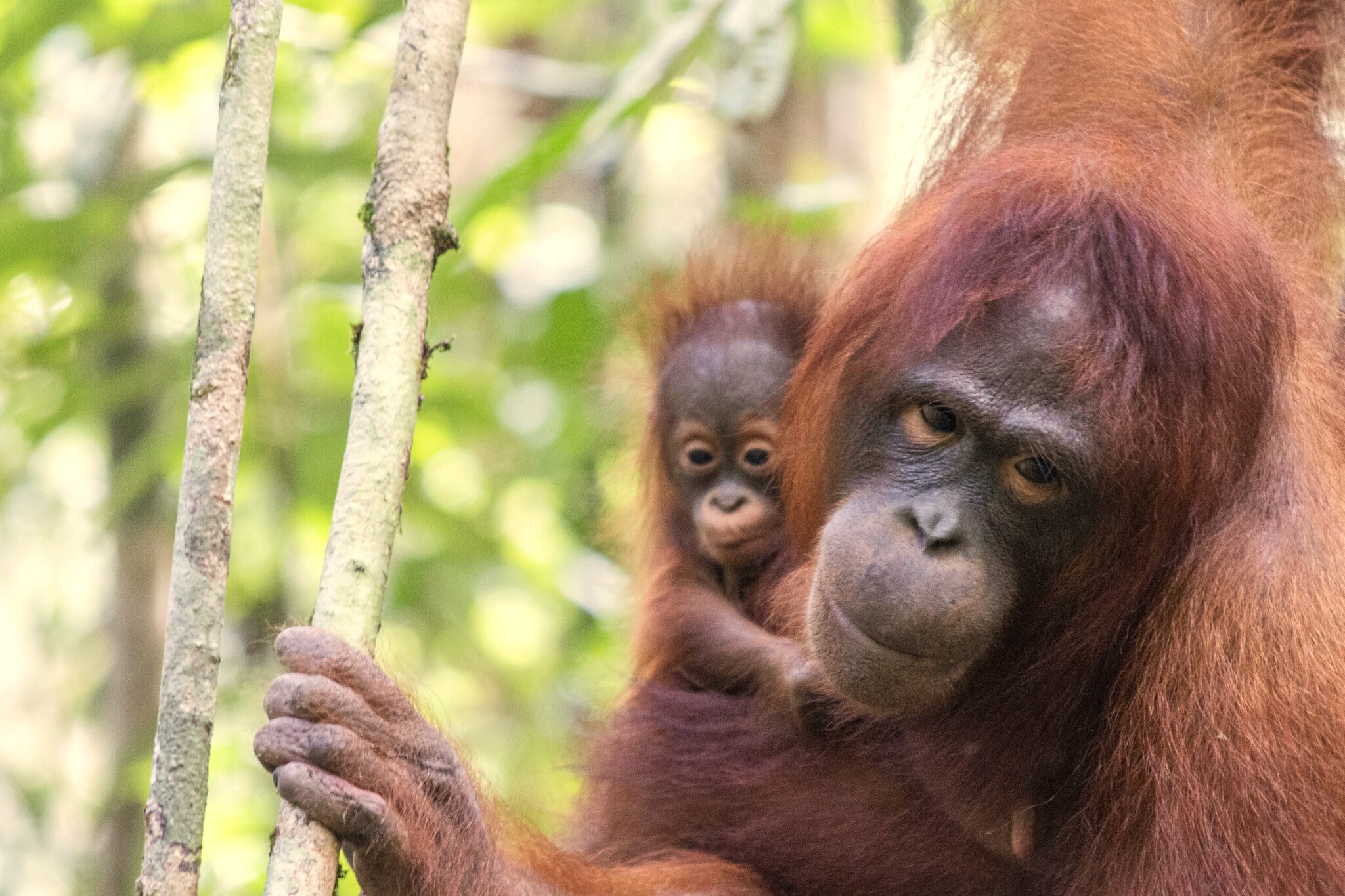 Hore! Taman Nasional di Indonesia Kembali Sukses Jadi Tempat Kelahiran Bayi Orangutan!