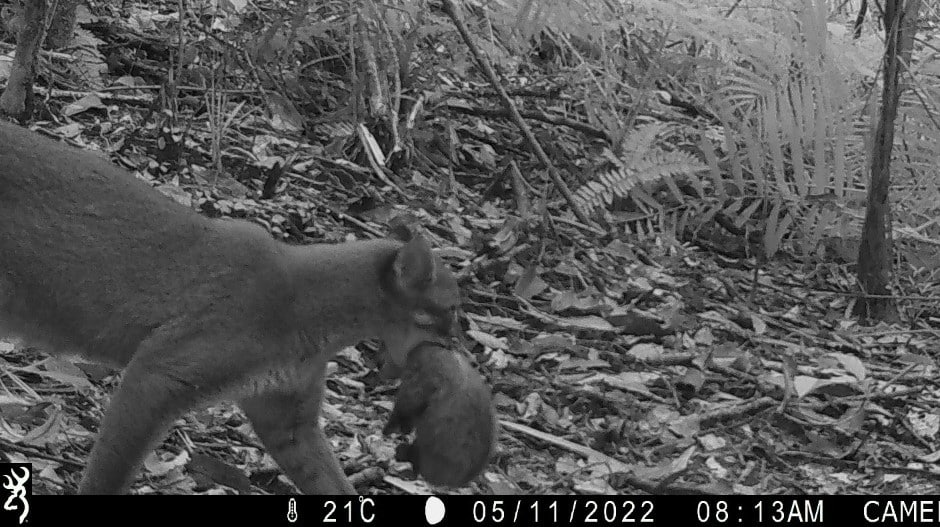 Kelahiran Istimewa Anak Kucing Emas di Hutan Lindung Batutegi