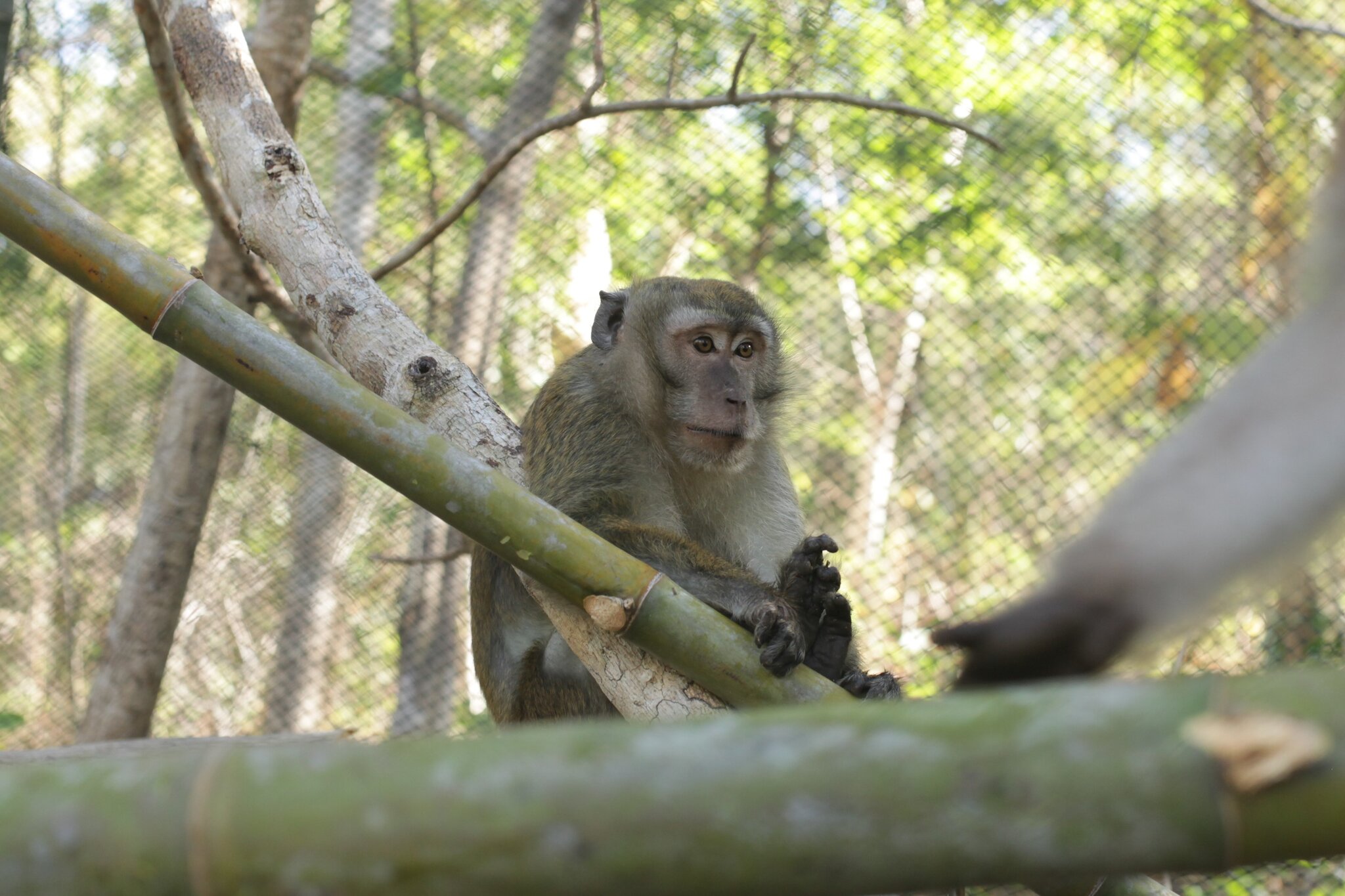 Nasib Monyet Ekor Panjang Kini Makin Terancam