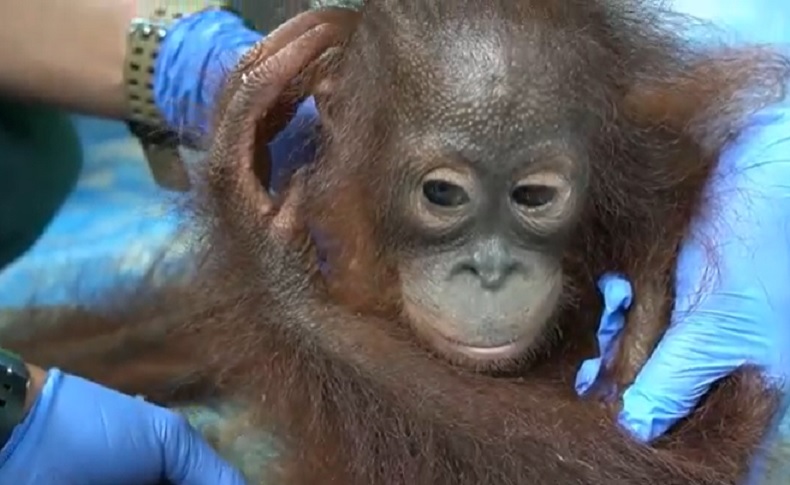 Masuk Status Terancam, Inilah Upaya Konservasi untuk Monyet Ekor Panjang