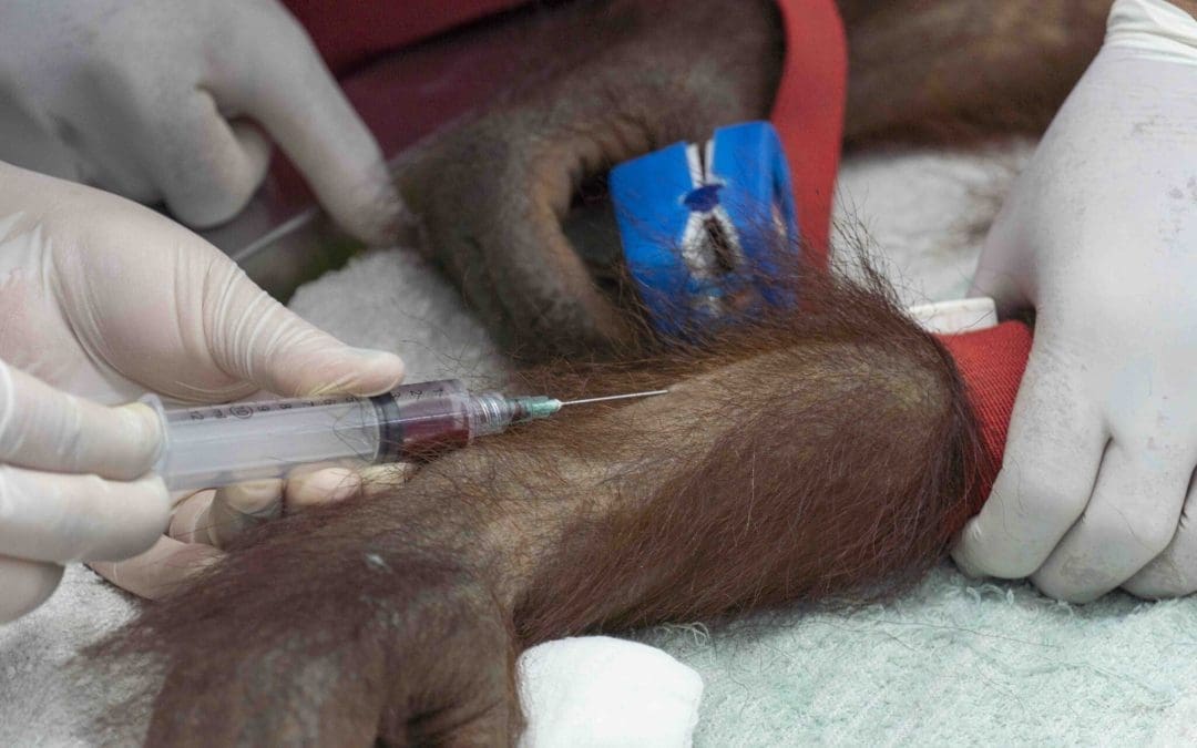 Ancaman Malaria Bagi Populasi Orangutan