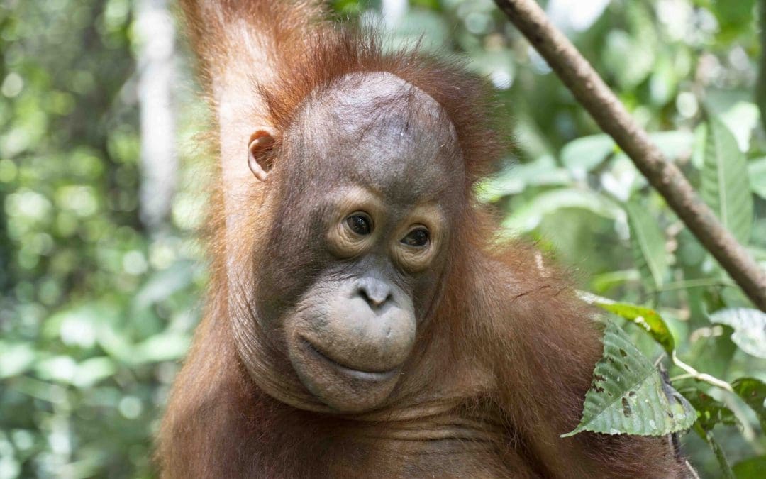 Kisah-kisah Orangutan di 2022: Dari Kesetrum Listrik Hingga Kelahiran