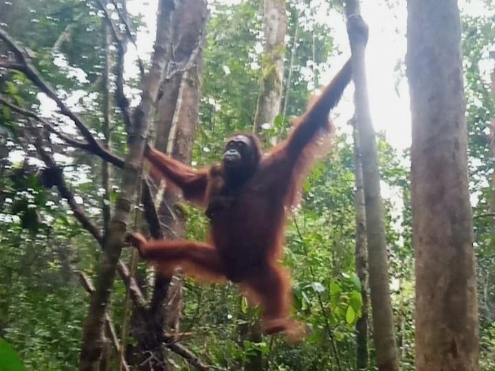 Kabar Bahagia, Orangutan “Laksmi” Kembali Melahirkan di TN Bukit Baka Bukit Raya