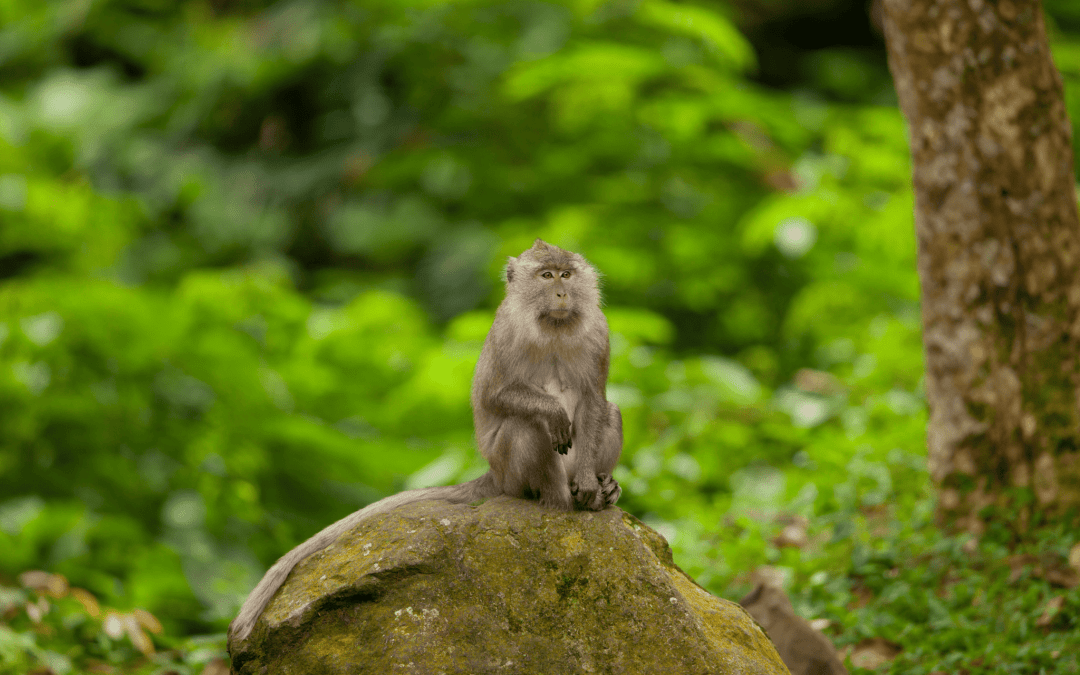 Bijak Berwisata dan Berinteraksi dengan Monyet Ekor Panjang (Macaca fascicularis)