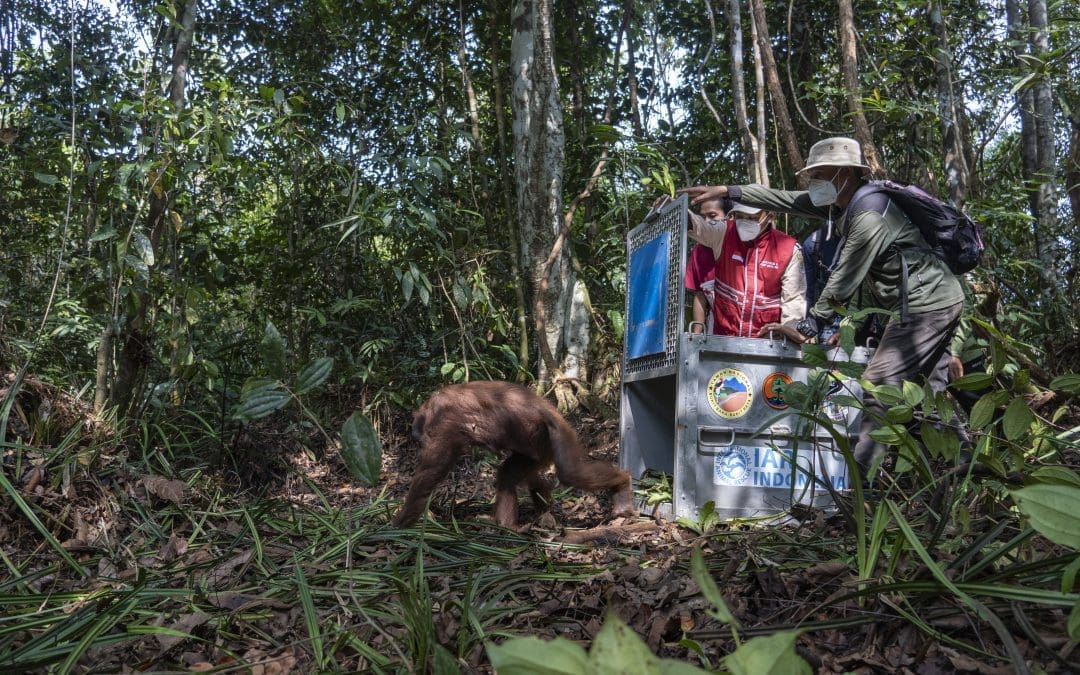 Pulih Pasca Kena Jerat, Orangutan Siap Kembali ke Habitatnya