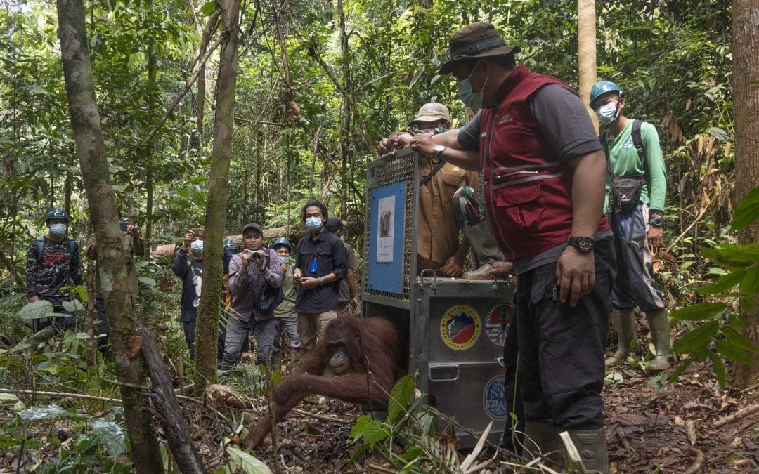 Mengantar 6 Orangutan Pasca Rehabilitasi Kembali ke TNBBBR