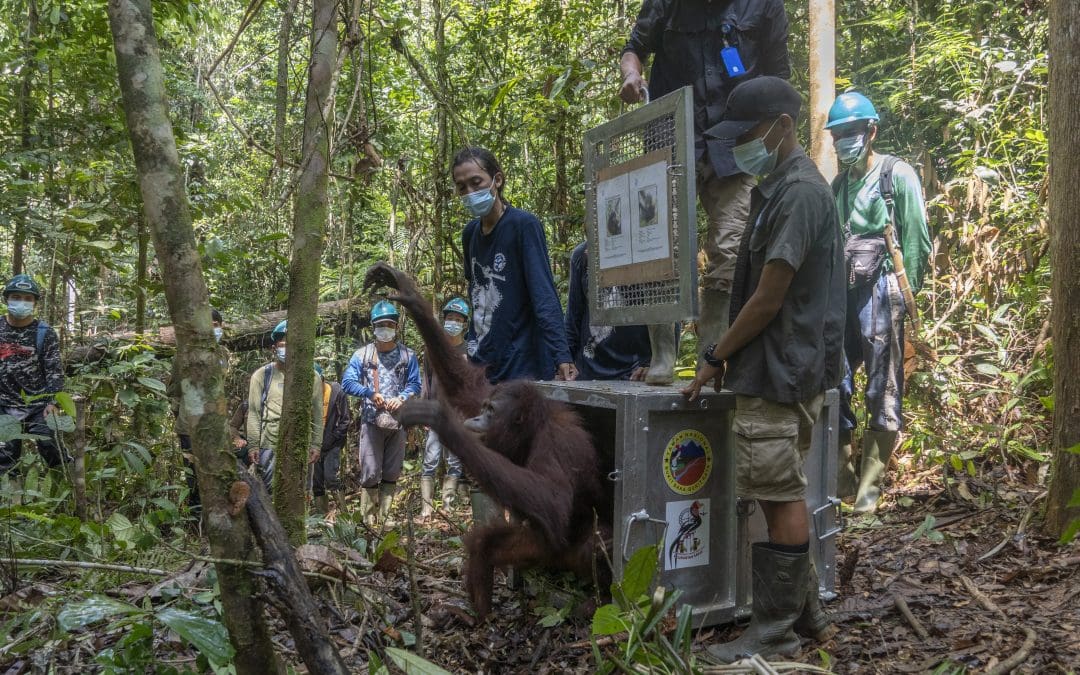 Perjuangan Orangutan Covita dari Malnutrisi Hingga Lepas Liar di Hutan