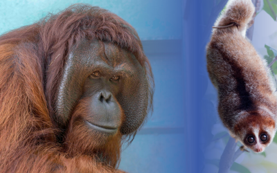 Perilaku Langka, Orangutan Kalimantan Makan Kukang