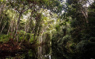 Mengenal Ragam Ekosistem Satwa Liar di Indonesia