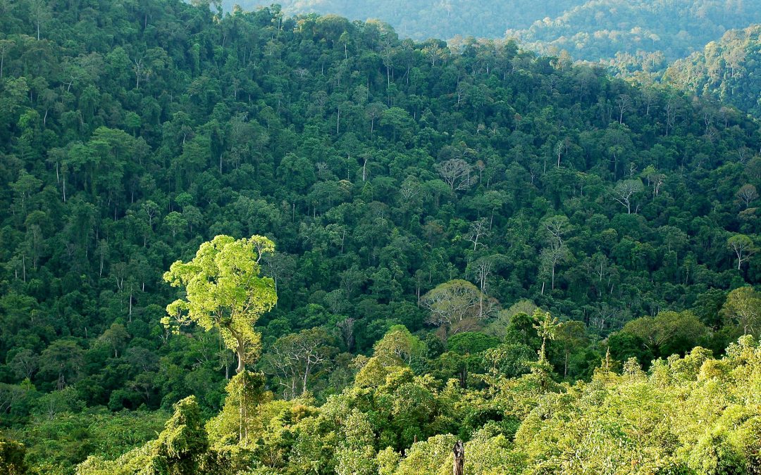 Hutan Kalimantan, Habitat bagi Primata di Indonesia