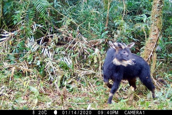Penemuan Satwa Langka Kambing-hutan Sumatera di Hutan Lindung Batutegi, Lampung