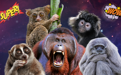 Ini Bukti Kehebatan Primata Indonesia yang Perlu Kamu Ketahui!